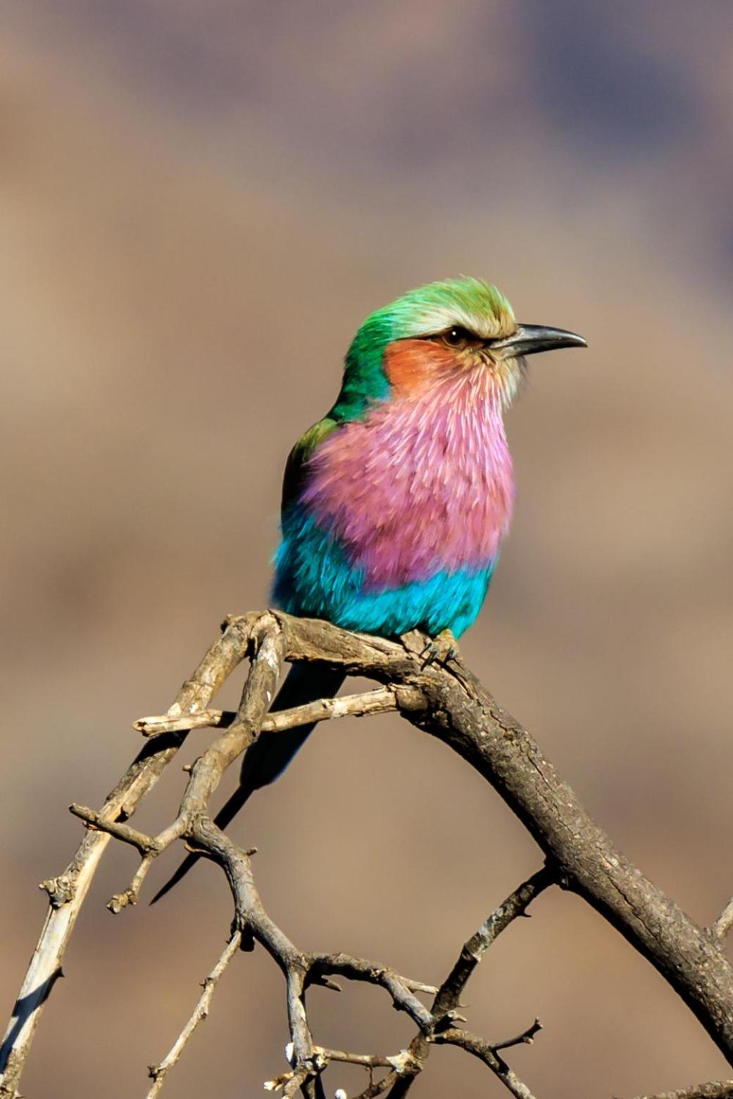 Matlhagame Pangolin Game Lodge - Self Catering, Incl 2 Game Drives Per Day מראה חיצוני תמונה
