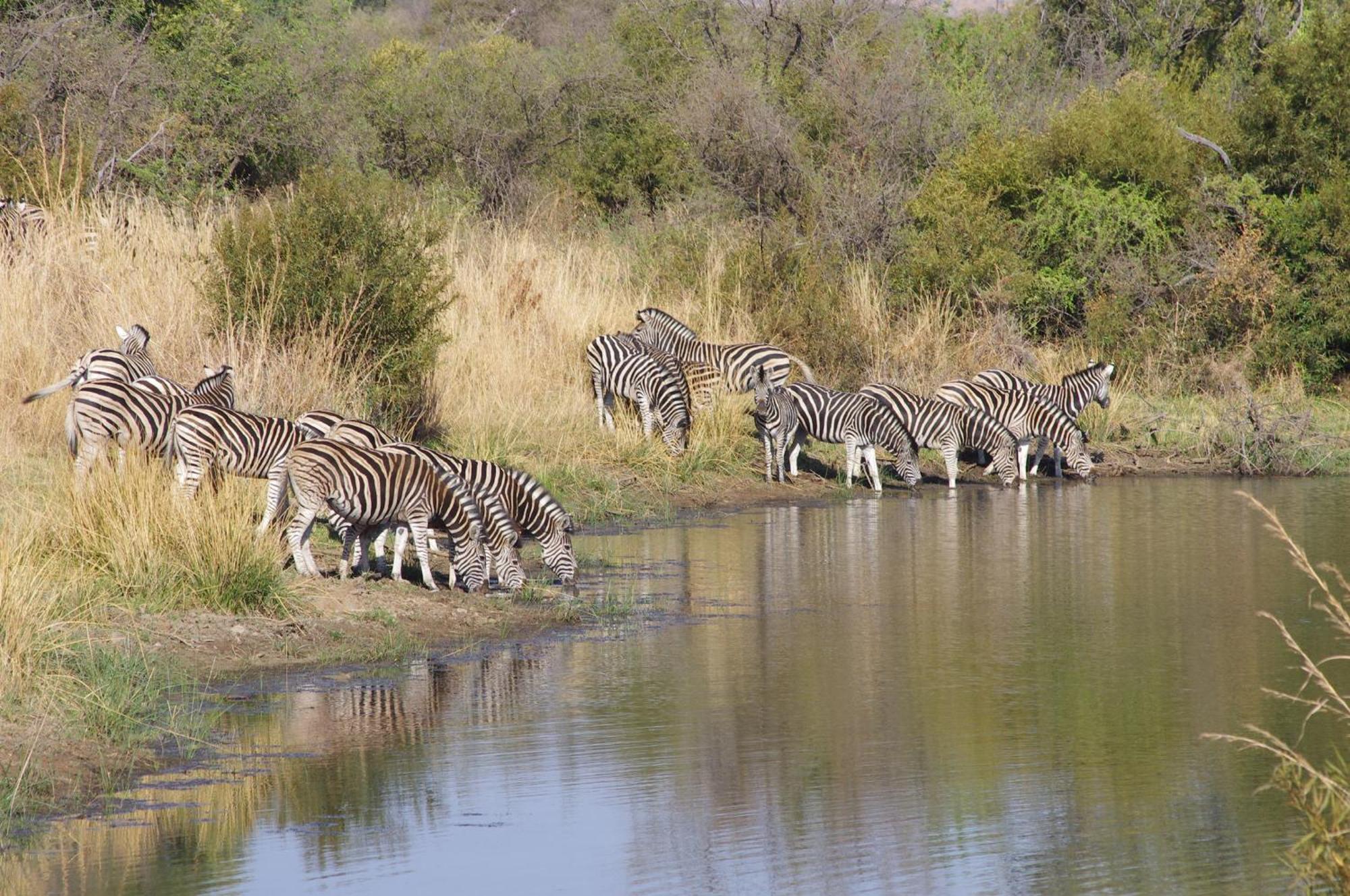Matlhagame Pangolin Game Lodge - Self Catering, Incl 2 Game Drives Per Day מראה חיצוני תמונה
