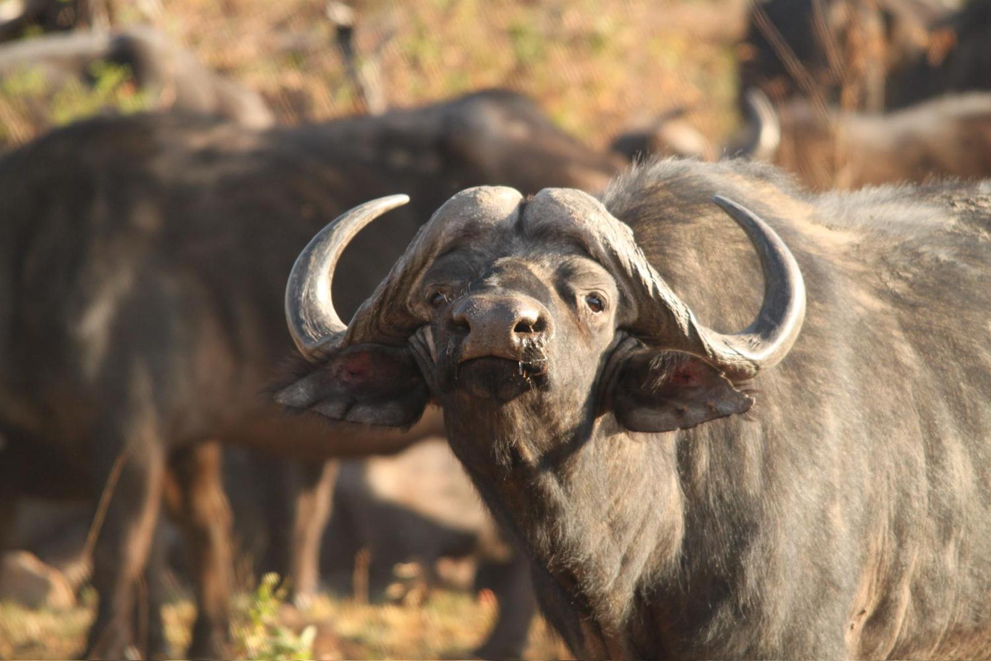 Matlhagame Pangolin Game Lodge - Self Catering, Incl 2 Game Drives Per Day מראה חיצוני תמונה