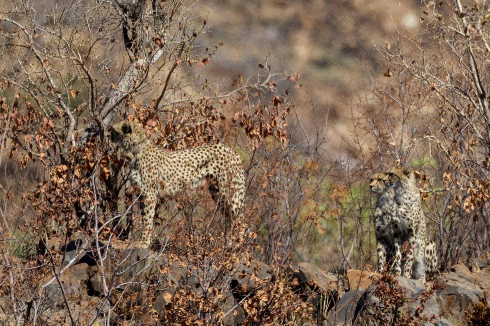 Matlhagame Pangolin Game Lodge - Self Catering, Incl 2 Game Drives Per Day מראה חיצוני תמונה