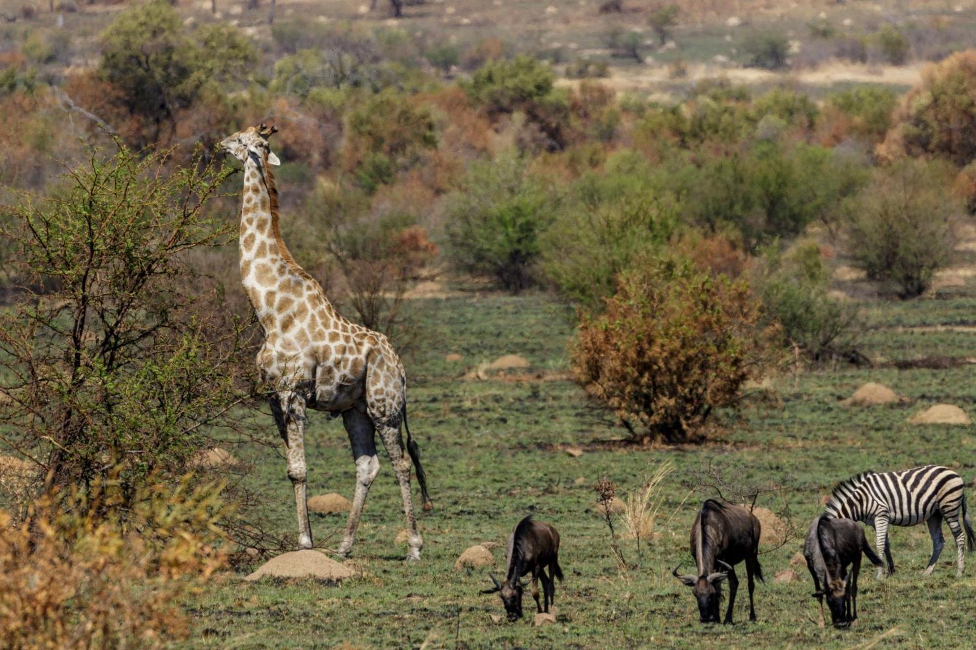 Matlhagame Pangolin Game Lodge - Self Catering, Incl 2 Game Drives Per Day מראה חיצוני תמונה